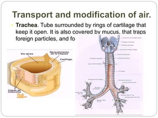  Trachea. Tube surrounded by rings of cartilage that
keep it open. It is also covered by mucus, that traps
foreign particles, and force them out.
 