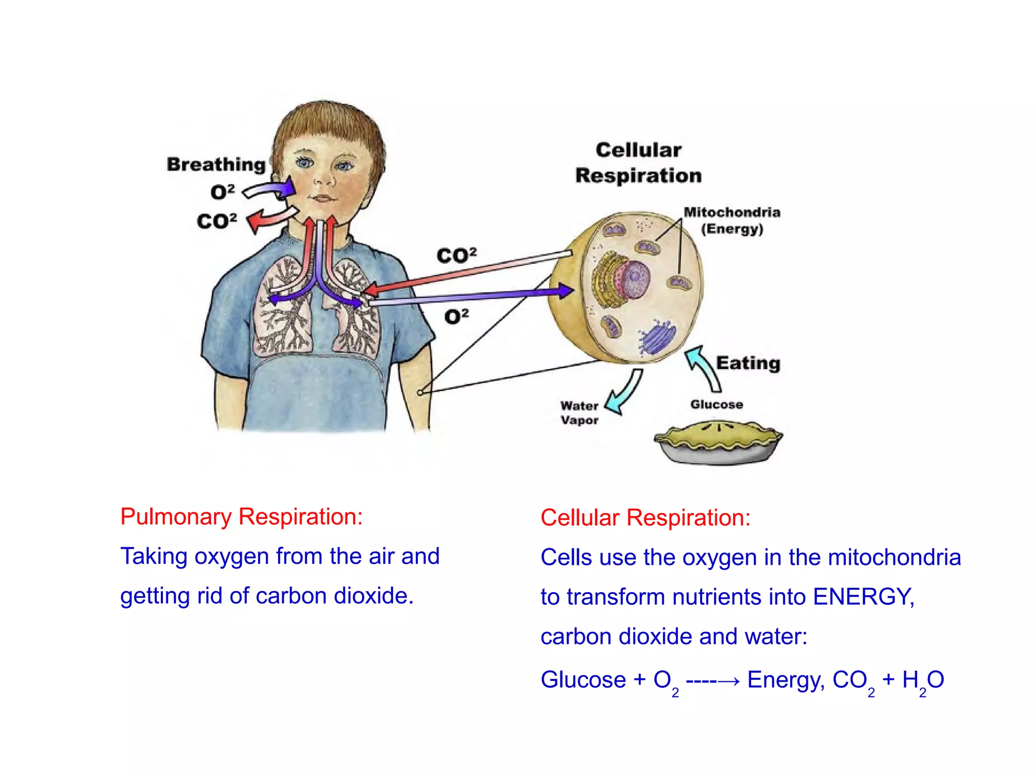 Pulmonary Respiration:
Taking oxygen from the air and
getting rid of carbon dioxide.
Cellular Respiration:
Cells use the oxygen in the mitochondria
to transform nutrients into ENERGY,
carbon dioxide and water:
Glucose + O2
----→ Energy, CO2
+ H2
O