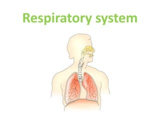 Respiratory system
 
