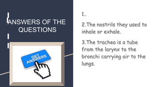 1..
2.The nostrils they used to
inhale or exhale.
3.The trachea is a tube
from the larynx to the
bronchi carrying air to the
lungs.
ANSWERS OF THE
QUESTIONS
 