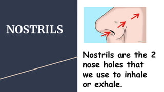 NOSTRILS
Nostrils are the 2
nose holes that
we use to inhale
or exhale.
 