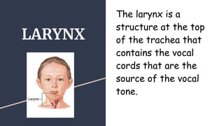LARYNX
The larynx is a
structure at the top
of the trachea that
contains the vocal
cords that are the
source of the vocal
tone.
 