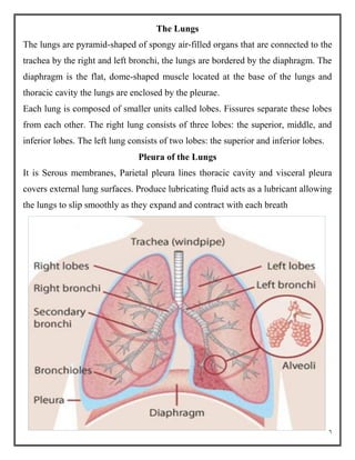 6
The Lungs
The lungs are pyramid-shaped of spongy air-filled organs that are connected to the
trachea by the right and left bronchi, the lungs are bordered by the diaphragm. The
diaphragm is the flat, dome-shaped muscle located at the base of the lungs and
thoracic cavity the lungs are enclosed by the pleurae.
Each lung is composed of smaller units called lobes. Fissures separate these lobes
from each other. The right lung consists of three lobes: the superior, middle, and
inferior lobes. The left lung consists of two lobes: the superior and inferior lobes.
Pleura of the Lungs
It is Serous membranes, Parietal pleura lines thoracic cavity and visceral pleura
covers external lung surfaces. Produce lubricating fluid acts as a lubricant allowing
the lungs to slip smoothly as they expand and contract with each breath
 