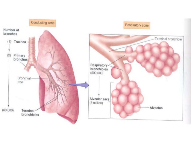 Respiratory system