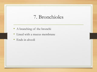7. Bronchioles
• A branching of the bronchi
• Lined with a mucus membrane
• Ends in alveoli
 