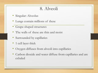 8. Alveoli
• Singular: Alveolus
• Lungs contain millions of these
• Grape-shaped structures
• The walls of these are thin and moist
• Surrounded by capillaries
• 1 cell layer thick
• Oxygen diffuses from alveoli into capillaries
• Carbon dioxide and water diffuse from capillaries and are
exhaled
 