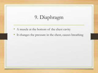 9. Diaphragm
• A muscle at the bottom of the chest cavity
• It changes the pressure in the chest, causes breathing
 