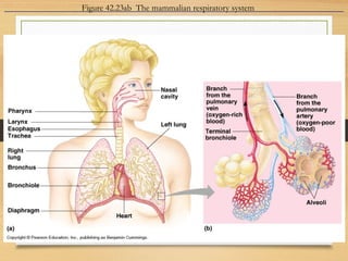 Figure 42.23ab The mammalian respiratory system
 