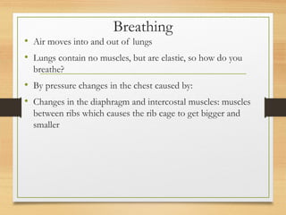 Breathing
• Air moves into and out of lungs
• Lungs contain no muscles, but are elastic, so how do you
breathe?
• By pressure changes in the chest caused by:
• Changes in the diaphragm and intercostal muscles: muscles
between ribs which causes the rib cage to get bigger and
smaller
 