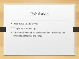 Exhalation
• Ribs move in and down
• Diaphragm moves up
• These make the chest cavity smaller, increasing the
pressure, air leaves the lungs
 