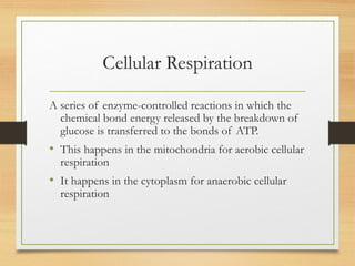 Cellular Respiration
A series of enzyme-controlled reactions in which the
chemical bond energy released by the breakdown of
glucose is transferred to the bonds of ATP.
• This happens in the mitochondria for aerobic cellular
respiration
• It happens in the cytoplasm for anaerobic cellular
respiration
 