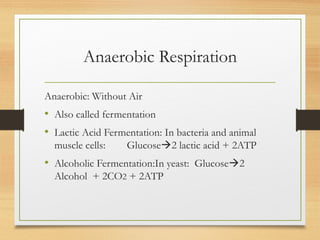 Anaerobic Respiration
Anaerobic: Without Air
• Also called fermentation
• Lactic Acid Fermentation: In bacteria and animal
muscle cells: Glucose2 lactic acid + 2ATP
• Alcoholic Fermentation:In yeast: Glucose2
Alcohol + 2CO2 + 2ATP
 