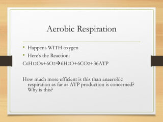 Aerobic Respiration
• Happens WITH oxygen
• Here’s the Reaction:
C6H12O6+6O26H2O+6CO2+36ATP
How much more efficient is this than anaerobic
respiration as far as ATP production is concerned?
Why is this?
 