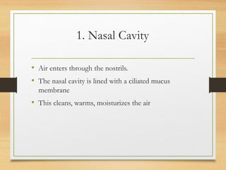 1. Nasal Cavity
• Air enters through the nostrils.
• The nasal cavity is lined with a ciliated mucus
membrane
• This cleans, warms, moisturizes the air
 