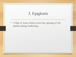 3. Epiglottis
• A flap of tissue which covers the opening of the
trachea during swallowing
 