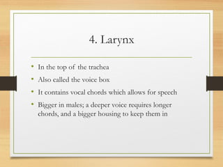 4. Larynx
• In the top of the trachea
• Also called the voice box
• It contains vocal chords which allows for speech
• Bigger in males; a deeper voice requires longer
chords, and a bigger housing to keep them in
 