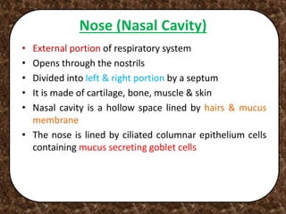 Nose (Nasal Cavity)
• External portion of respiratory system
• Opens through the nostrils
• Divided into left & right portion by a septum
• It is made of cartilage, bone, muscle & skin
• Nasal cavity is a hollow space lined by hairs & mucus
membrane
• The nose is lined by ciliated columnar epithelium cells
containing mucus secreting goblet cells
 