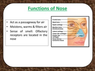 Functions of Nose
• Act as a passageway for air
• Moistens, warms & filters air
• Sense of smell: Olfactory
receptors are located in the
nose
 