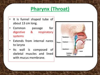 Pharynx (Throat)
• It is funnel shaped tube of
about 13 cm long.
• Common passage for
digestive & respiratory
systems
• Extends from internal nares
to larynx
• Its wall is composed of
skeletal muscles and lined
with mucus membrane.
 