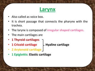 Larynx
• Also called as voice box.
• It is short passage that connects the pharynx with the
trachea.
• The larynx is composed of irregular shaped cartilages.
• The main cartilages are
• 1 Thyroid cartilages
• 1 Cricoid cartilage Hyaline cartilage
• 2 Arytenoid cartilage
• 1 Epiglottis: Elastic cartilage
 
