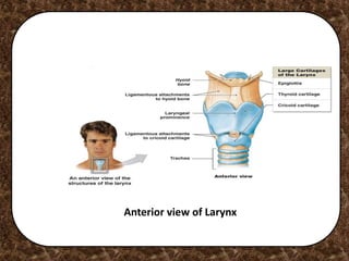 Anterior view of Larynx
 
