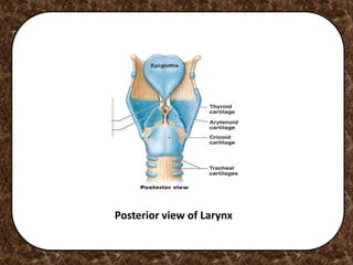 Posterior view of Larynx
 