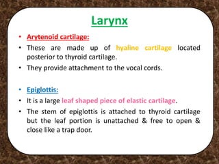 Larynx
• Arytenoid cartilage:
• These are made up of hyaline cartilage located
posterior to thyroid cartilage.
• They provide attachment to the vocal cords.
• Epiglottis:
• It is a large leaf shaped piece of elastic cartilage.
• The stem of epiglottis is attached to thyroid cartilage
but the leaf portion is unattached & free to open &
close like a trap door.
 