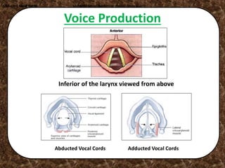 Voice Production
Inferior of the larynx viewed from aboveInferior of the larynx viewed from above
Inferior of the larynx viewed from above
Abducted Vocal Cords Adducted vocal cords
Abducted Vocal Cords
Adducted vocal cordsAdducted vocal cordsAdducted vocal cords
Adducted Vocal Cords
 