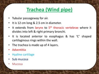 Trachea (Wind pipe)
• Tubular passageway for air.
• It is 12 cm long & 2.5 cm in diameter.
• It extends from larynx to 5th thoracic vertebrae where it
divides into left & right primary bronchi.
• It is located anterior to esophagus & has ‘C’ shaped
cartilaginous rings within the wall.
• The trachea is made up of 4 layers.
• Adventitia
• Hyaline cartilage
• Sub mucosa
• Mucosa
 