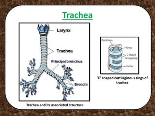 Trachea
‘C’ shaped cartilaginous rings of
trachea
Trachea and its associated structure
 