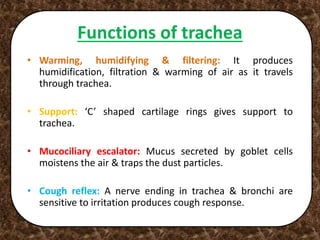 Functions of trachea
• Warming, humidifying & filtering: It produces
humidification, filtration & warming of air as it travels
through trachea.
• Support: ‘C’ shaped cartilage rings gives support to
trachea.
• Mucociliary escalator: Mucus secreted by goblet cells
moistens the air & traps the dust particles.
• Cough reflex: A nerve ending in trachea & bronchi are
sensitive to irritation produces cough response.
 