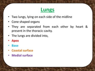 Lungs
• Two lungs, lying on each side of the midline
• Cone shaped organs
• They are separated from each other by heart &
present in the thoracic cavity.
• The lungs are divided into,
• Apex
• Base
• Coastal surface
• Medial surface
 