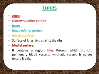 Lungs
• Apex:
• Narrow superior portion
• Base:
• Broad inferior portion
• Coastal surface:
• Surface of lung lying against the ribs
• Medial surface:
• It contains a region hilus through which bronchi,
pulmonary blood vessels, lymphatic vessels & nerves
enters & exit.
 