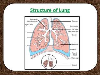 Structure of Lung
 