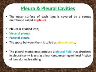 Pleura & Pleural Cavities
• The outer surface of each lung is covered by a serous
membrane called as pleura.
• Pleura is divided into;
• Visceral pleura
• Parietal pleura
• The space between them is called as pleural cavity.
• The pleural membranes produce a pleural fluid that circulates
in pleural cavity & acts as a lubricant, ensuring minimal friction
of lung during breathing.
 