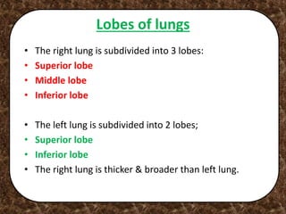 Lobes of lungs
• The right lung is subdivided into 3 lobes:
• Superior lobe
• Middle lobe
• Inferior lobe
• The left lung is subdivided into 2 lobes;
• Superior lobe
• Inferior lobe
• The right lung is thicker & broader than left lung.
 