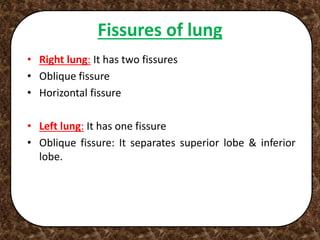 Fissures of lung
• Right lung: It has two fissures
• Oblique fissure
• Horizontal fissure
• Left lung: It has one fissure
• Oblique fissure: It separates superior lobe & inferior
lobe.
 