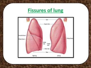Fissures of lung
 