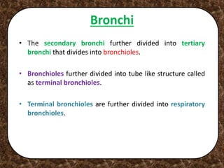 Bronchi
• The secondary bronchi further divided into tertiary
bronchi that divides into bronchioles.
• Bronchioles further divided into tube like structure called
as terminal bronchioles.
• Terminal bronchioles are further divided into respiratory
bronchioles.
 