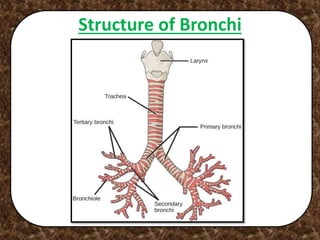Structure of Bronchi
 