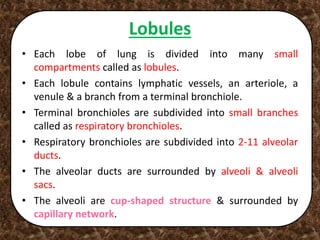 Lobules
• Each lobe of lung is divided into many small
compartments called as lobules.
• Each lobule contains lymphatic vessels, an arteriole, a
venule & a branch from a terminal bronchiole.
• Terminal bronchioles are subdivided into small branches
called as respiratory bronchioles.
• Respiratory bronchioles are subdivided into 2-11 alveolar
ducts.
• The alveolar ducts are surrounded by alveoli & alveoli
sacs.
• The alveoli are cup-shaped structure & surrounded by
capillary network.
 