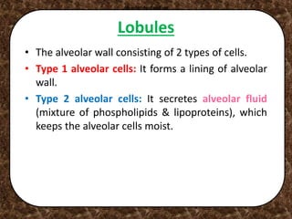 Lobules
• The alveolar wall consisting of 2 types of cells.
• Type 1 alveolar cells: It forms a lining of alveolar
wall.
• Type 2 alveolar cells: It secretes alveolar fluid
(mixture of phospholipids & lipoproteins), which
keeps the alveolar cells moist.
Alveolar duct and sacAlveolar duct and sacAlveolar duct and sacAlveolar duct and sacAlveolar duct and sac
 