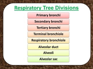 Respiratory Tree Divisions
Copyright © 2003 Pearson Education, Inc. publishing as Benjamin Cummings
Primary bronchi
Secondary bronchi
Tertiary bronchi
Terminal bronchiole
Respiratory bronchiole
Alveolar duct
Alveoli
Alveolar sac
 