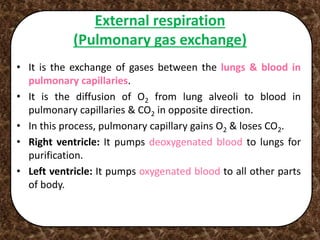 External respiration
(Pulmonary gas exchange)
• It is the exchange of gases between the lungs & blood in
pulmonary capillaries.
• It is the diffusion of O2 from lung alveoli to blood in
pulmonary capillaries & CO2 in opposite direction.
• In this process, pulmonary capillary gains O2 & loses CO2.
• Right ventricle: It pumps deoxygenated blood to lungs for
purification.
• Left ventricle: It pumps oxygenated blood to all other parts
of body.
 