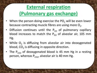 External respiration
(Pulmonary gas exchange)
• When the person doing exercise the PO2 will be even lower
because contracting muscle fibres are using more O2.
• Diffusion continues until the PO2 of pulmonary capillary
blood increases to match the PO2 of alveolar air, 105 mm
Hg.
• While O2 is diffusing from alveolar air into deoxygenated
blood, CO2 is diffusing in opposite direction.
• The PCO2 of deoxygenated blood is 45 mm Hg in a resting
person, whereas PCO2, alveolar air is 40 mm Hg.
 