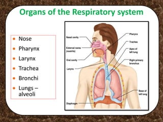 Organs of the Respiratory system
Copyright © 2003 Pearson Education, Inc. publishing as Benjamin Cummings
 Nose
 Pharynx
 Larynx
 Trachea
 Bronchi
 Lungs –
alveoli
Figure 13.1
 