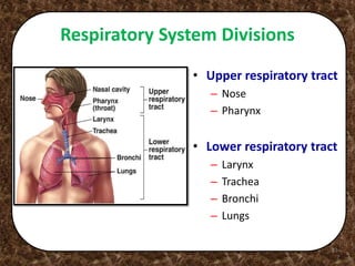 23-
7
Respiratory System Divisions
• Upper respiratory tract
– Nose
– Pharynx
• Lower respiratory tract
– Larynx
– Trachea
– Bronchi
– Lungs
 