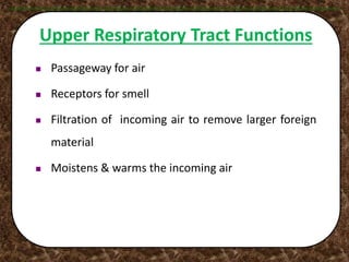  Passageway for air
 Receptors for smell
 Filtration of incoming air to remove larger foreign
material
 Moistens & warms the incoming air
Upper Respiratory Tract Functions
 
