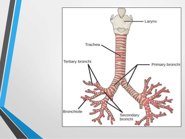 Respiratory system Respiratory system