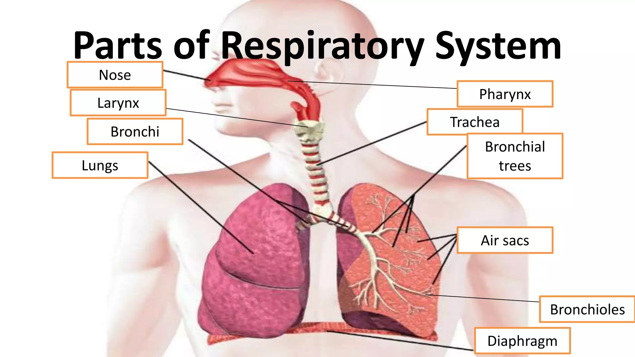 PARTS AND FUNCTION OF RESPIRATORY SYSTEM GRADE 9 PPT visual data 8